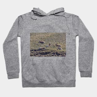 Bighorn Sheep Resting in the Grass Hoodie